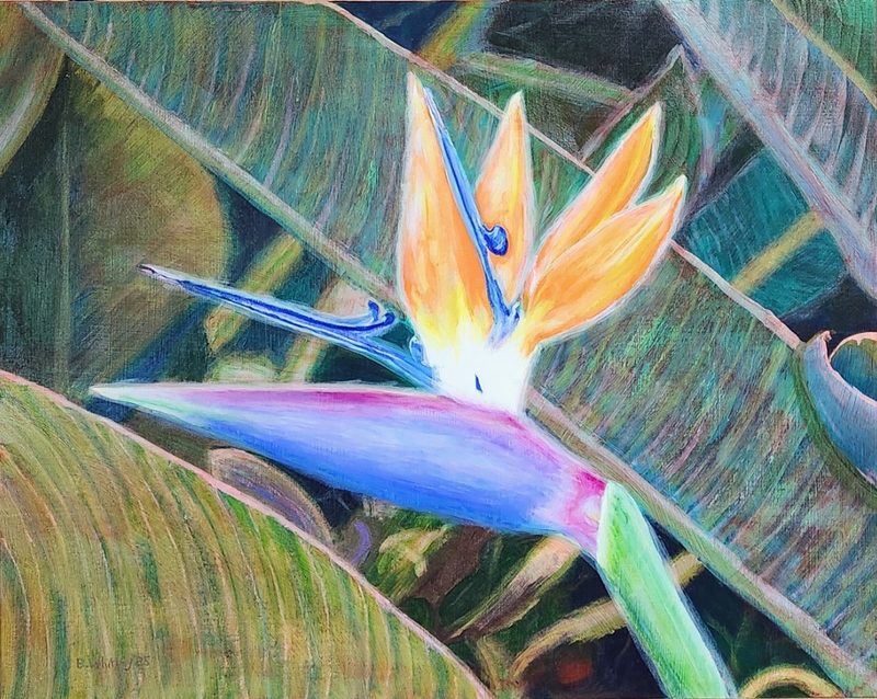 Bird of Paradise