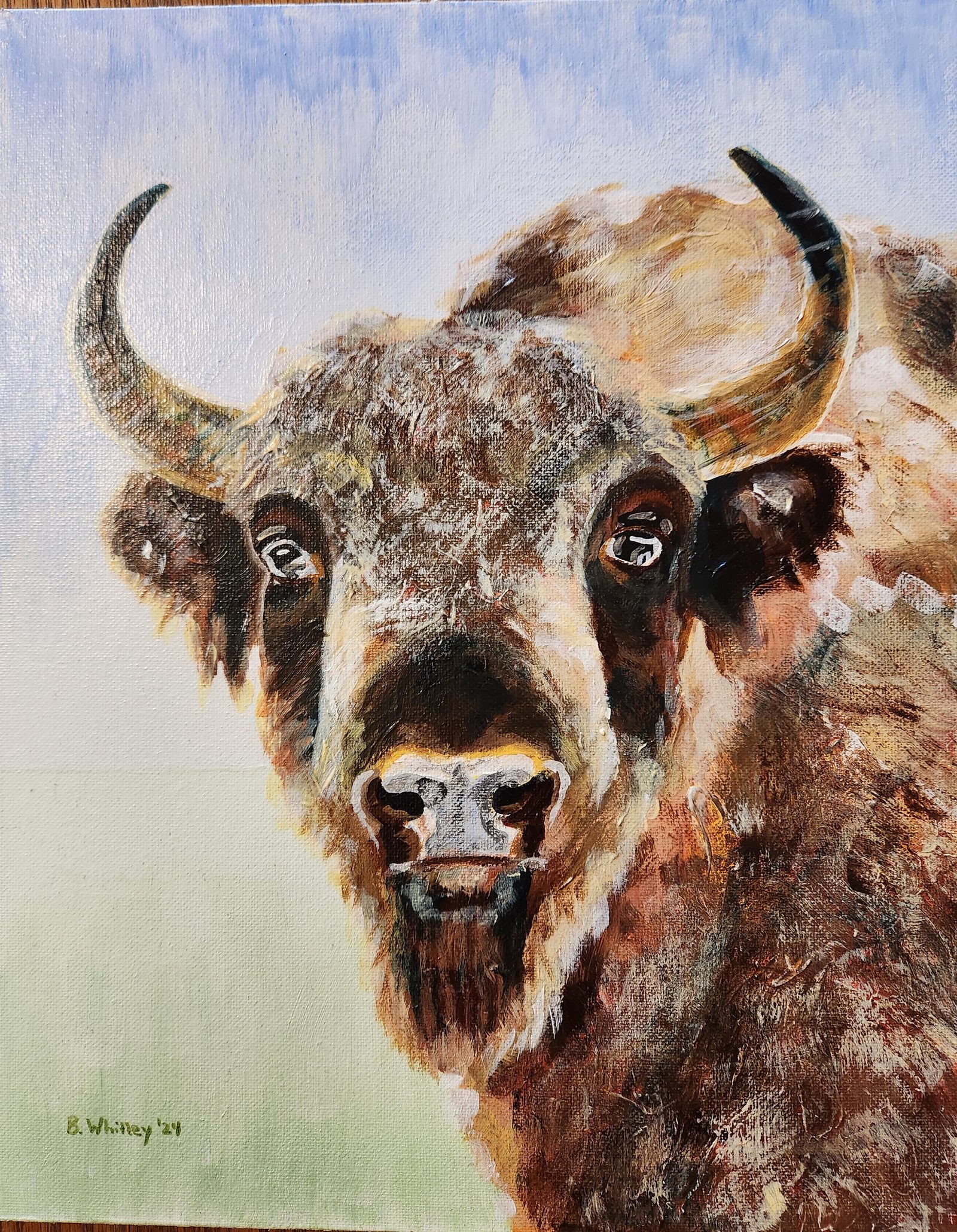 Bison